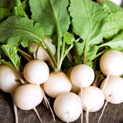 Rzodkiewka ŚNIEŻKA biała nasiona 5g