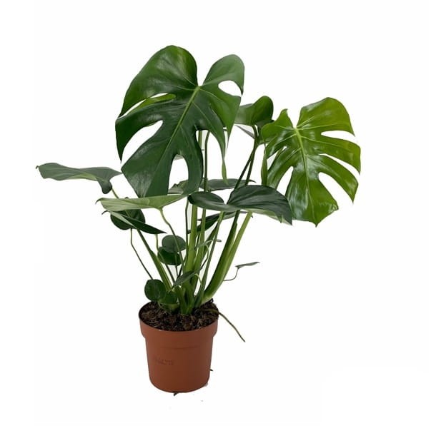 monstera duża sadzonka w doniczce p17