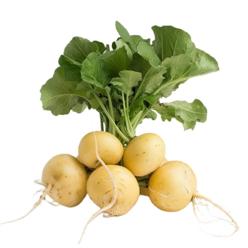 Rzodkiewka ZLATA.jpeg