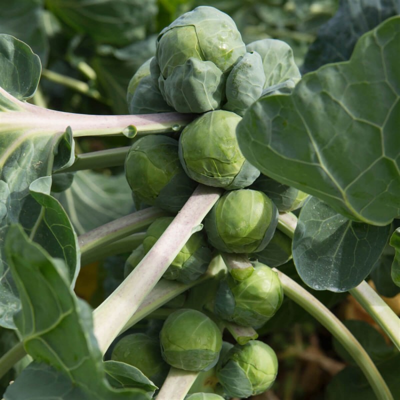 Kapusta brukselka GRONINGER nasiona(5).jpg