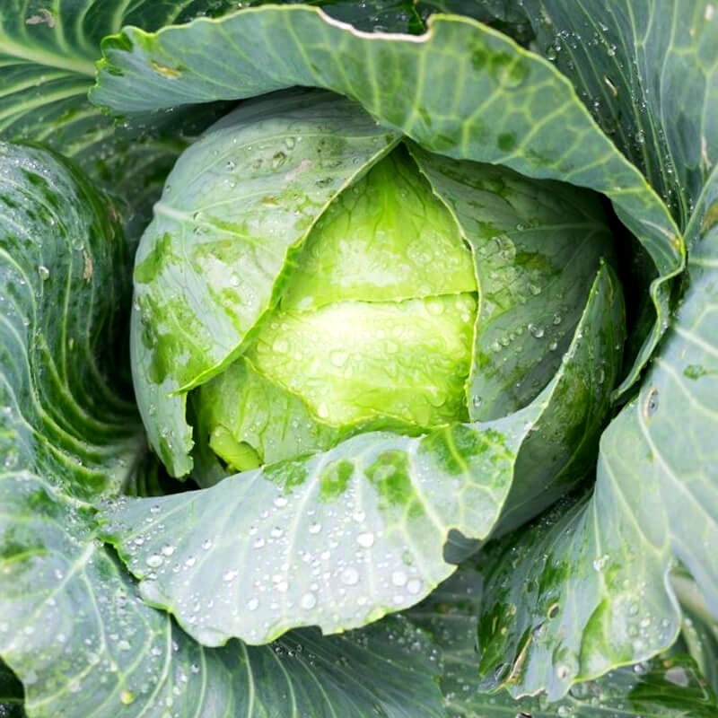 Kapusta PIERWSZY ZBIÓR Brassica oleracea  nasiona (2).jpg