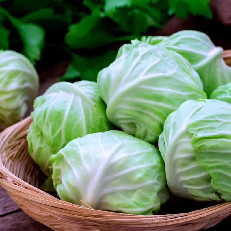 Kapusta PIERWSZY ZBIÓR Brassica oleracea  nasiona (1).jpg