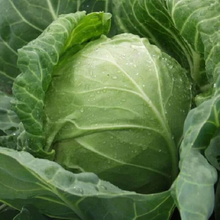 Kapusta BRUNŚWICKA Najlepsza na gołąbki nasiona (3).jpg