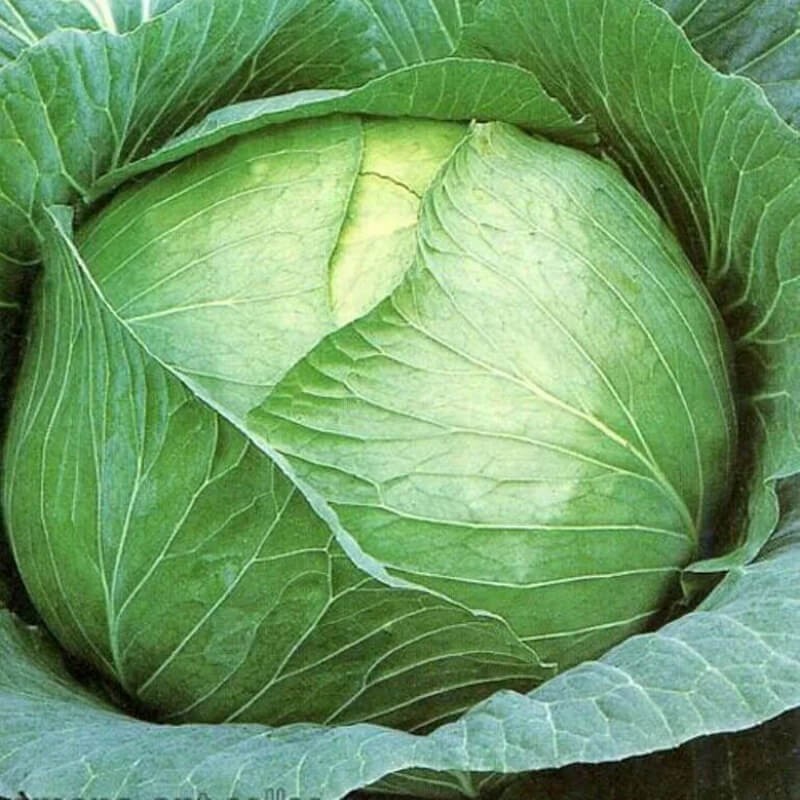 Kapusta brunświnica nasiona 50g (5).jpg