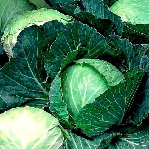 Kapusta Dithmarscher Fruher Ditmarska nasiona 2g