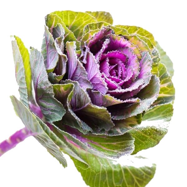 Kapusta ozdobna róża kapuściana nasiona (1).jpg