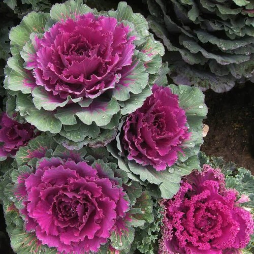 Kapusta Ozdobna Róża Kapuściana nasiona 0,5g