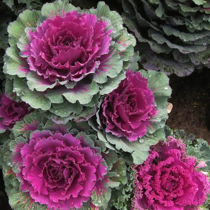 Kapusta ozdobna róża kapuściana nasiona (3).jpg