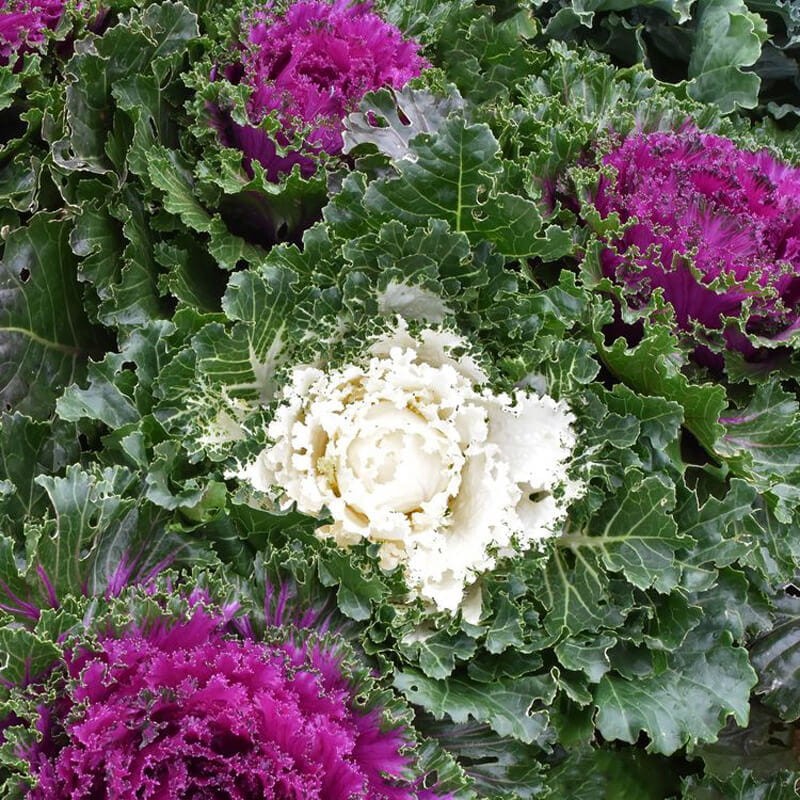 Kapusta ozdobna róża kapuściana nasiona (2).jpg