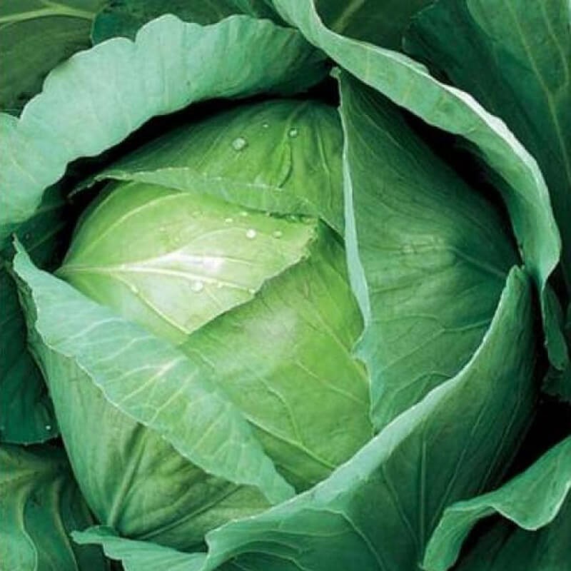 Kapusta AMAGER nasiona 50g (5).jpg