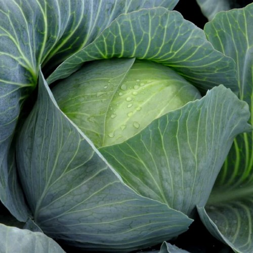 Kapusta AMAGER nasiona 2g