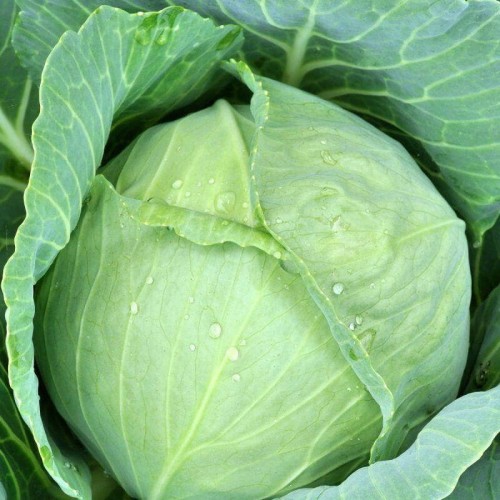 Kapusta AMAGER nasiona XXL 500g