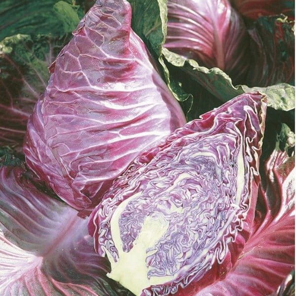 Kapusta pekińska Kalibos nasiona (6).jpg