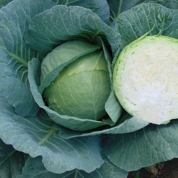 Kapusta głowiasta ROEM VAN ENKHUIZEN 2 śr. wczesna nasiona (2).jpg
