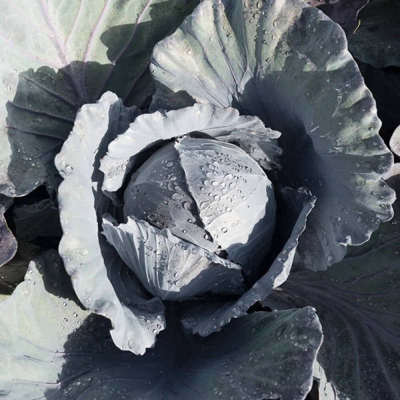 Kapusta czerwona HACO nasiona  50g (5).jpg