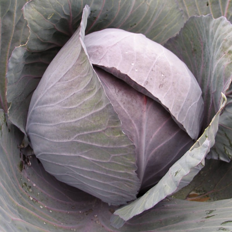 Kapusta czerwona HACO nasiona  50g (2).jpg