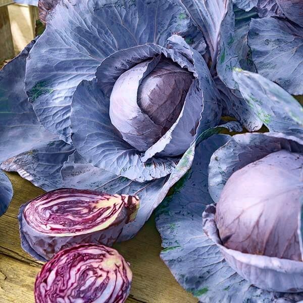 Kapusta czerwona HACO nasiona  50g  (4).jpg