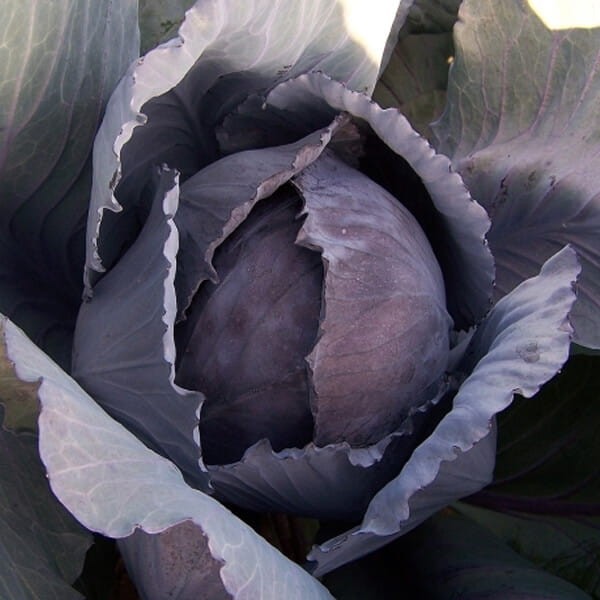 Kapusta czerwona HACO nasiona 50g (1).jpg