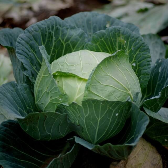 Kapusta późna KAMIENNA GŁOWA nasiona (1).jpg