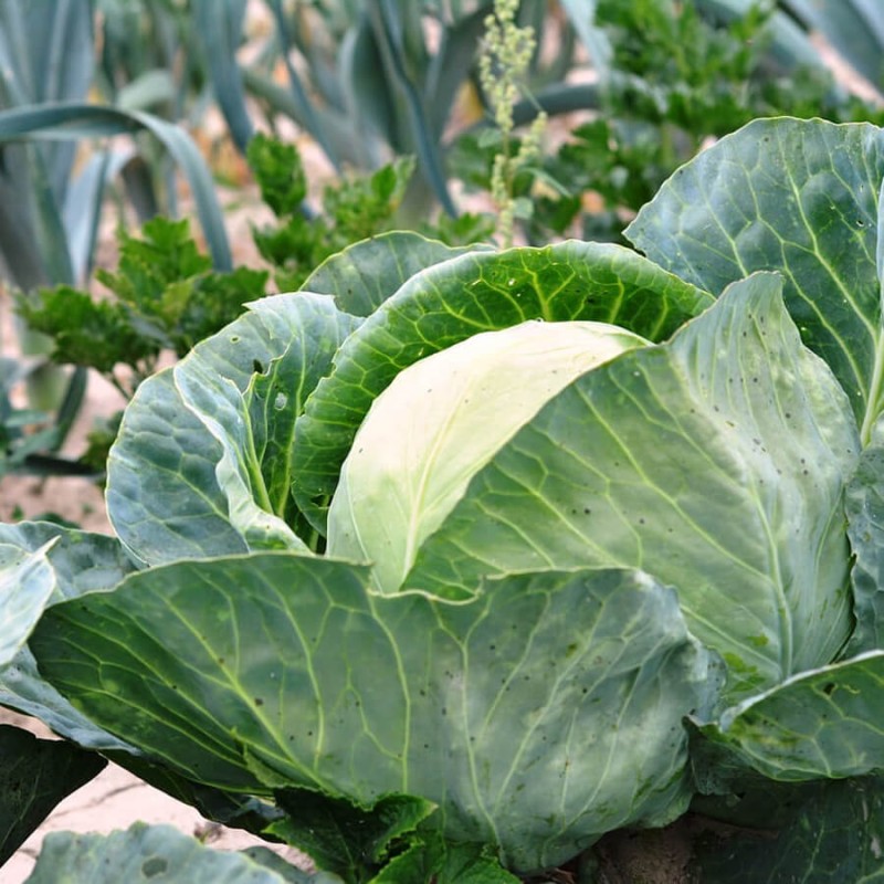 Kapusta późna KAMIENNA GŁOWA nasiona (4).jpg