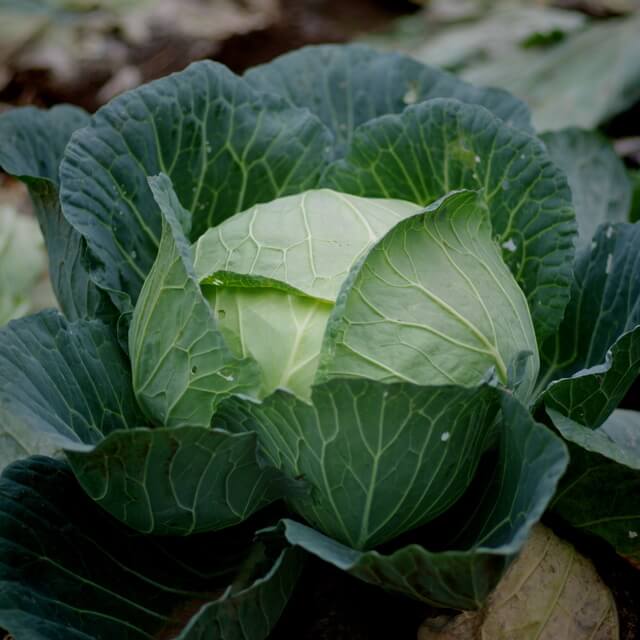 Kapusta późna KAMIENNA GŁOWA nasiona (1).jpg