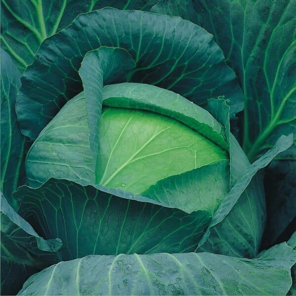 Kapusta późna KAMIENNA GŁOWA nasiona (2).jpg