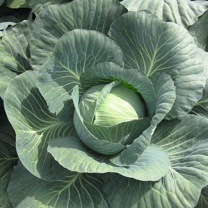 Kapusta późna KAMIENNA GŁOWA nasiona 100g  (3).jpg