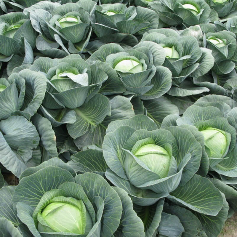 Kapusta późna KAMIENNA GŁOWA nasiona 100g  (5).jpg