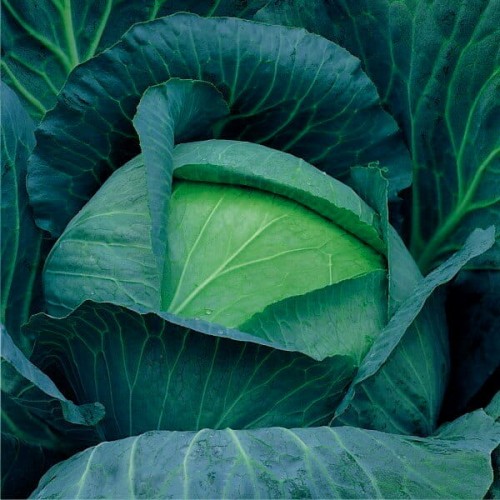 Kapusta późna Kamienna Głowa nasiona XXL 500g