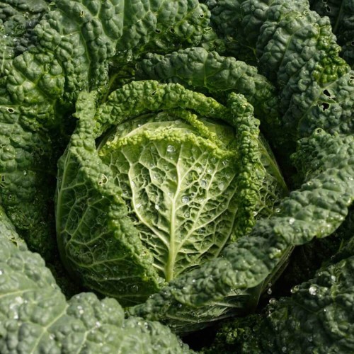 Kapusta włoska Vertus 2  śr. późna nasiona 2g