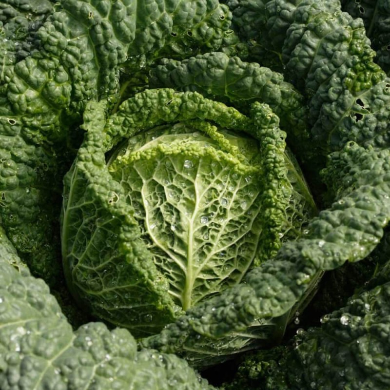 Kapusta włoska VERTUS 2 , śr. późna nasiona 50g (3).jpg