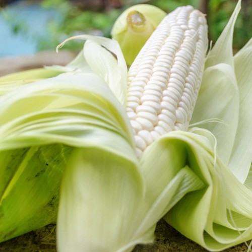 Kukurydza biała nasiona 10 sztuk