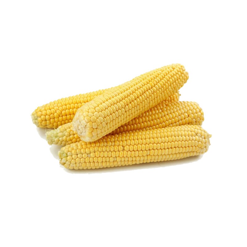 Kukurydza pękająca PŁOMYK (Zea mays ssp.everta) 20 g (1).jpg