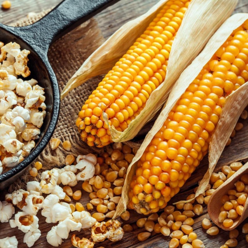 Kukurydza pękająca PŁOMYK (Zea mays ssp.everta) 20 g (2).jpg