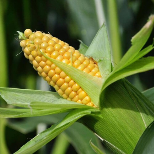 Kukurydza pękająca DOBOSZ nasiona 10g