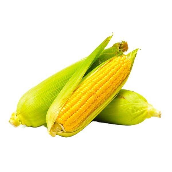 Kukurydza cukrowa Super Słodka GUCIO (Zea mays ssp.saccharata) nasiona 10g 2.jpg