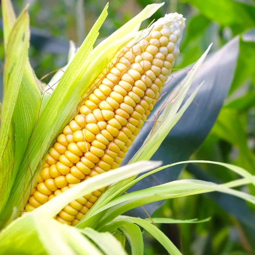 Kukurydza cukrowa Super Słodka GUCIO nasiona 10g