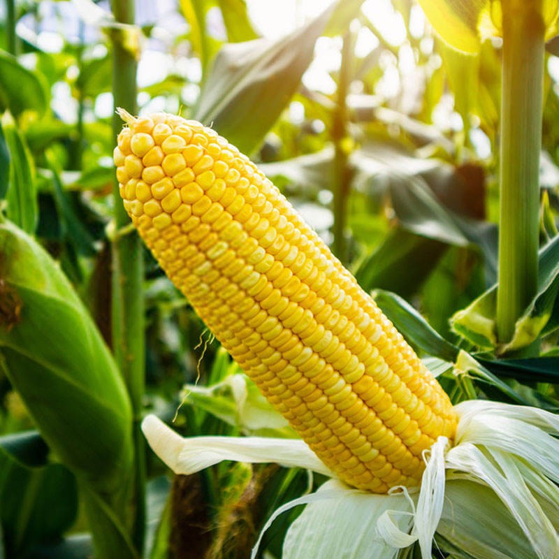 Kukurydza cukrowa Super Słodka GUCIO (Zea mays ssp.saccharata) nasiona  500g  3.jpg