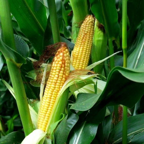 Kukurydza cukrowa Super Słodka GUCIO nasiona XXL 500g