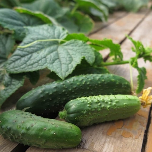 Ogórek BASZA F1 gruntowy do kwaszenia  nasiona 3g