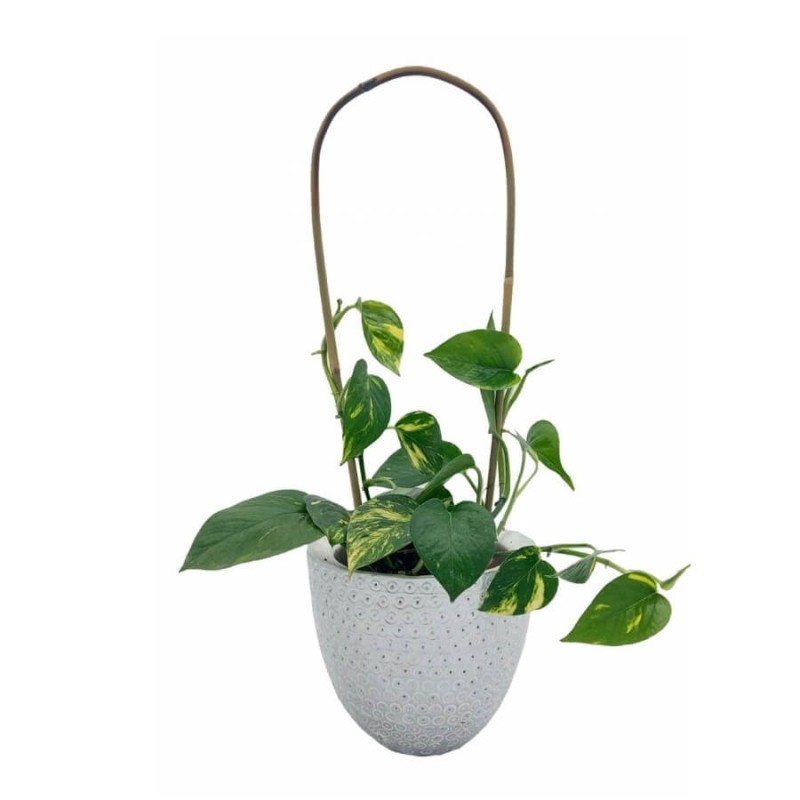 Bambus gięty łuk - podpora do roślin 60 cm x 810 mm - 1 szt (2).jpg