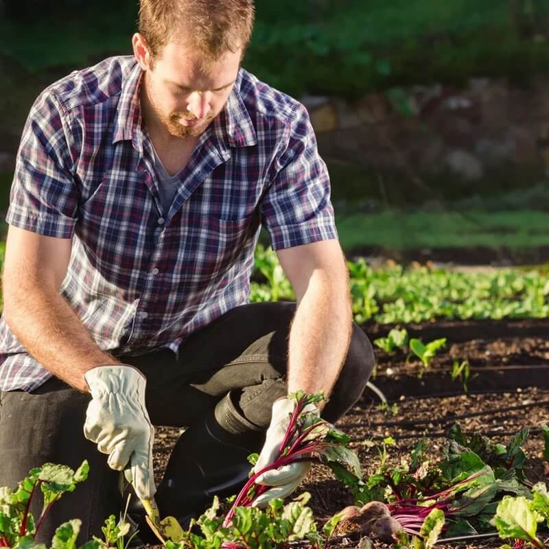 OBORNIK suszony bydlęcy - naturalny nawóz 4l (2).jpg