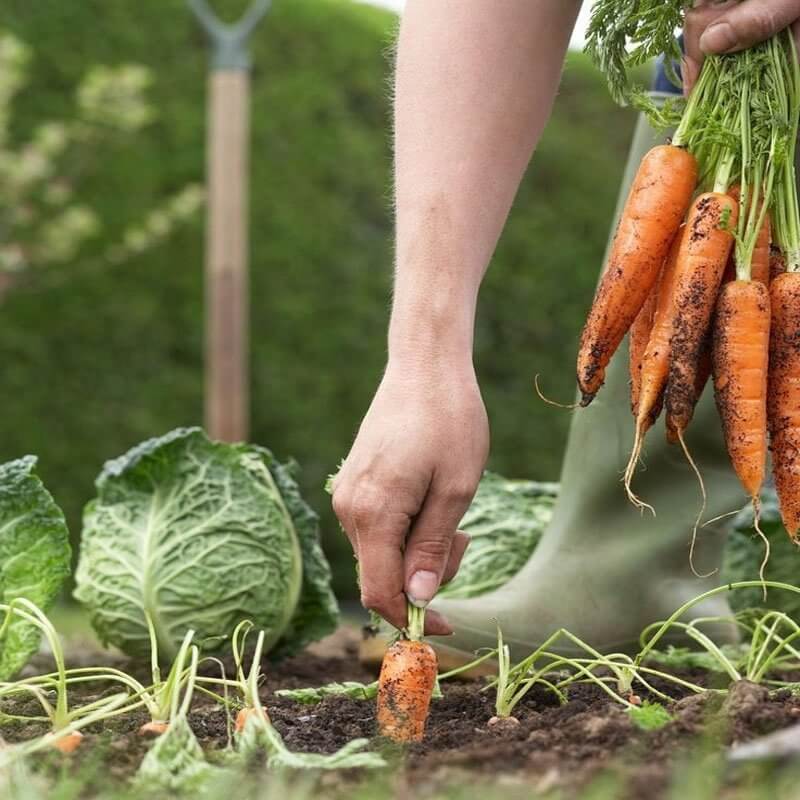 OBORNIK granulowany kurzy - naturalny nawóz 5l (3).jpg