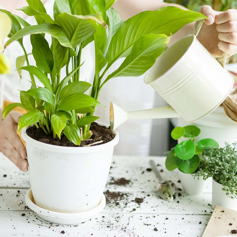 Nawóz płynny uniwersalny COMPO COMPLETE 500ml (2)