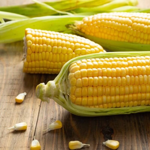 BIO Kukurydza cukrowa Golden Bantam nasiona ekologiczne 10g