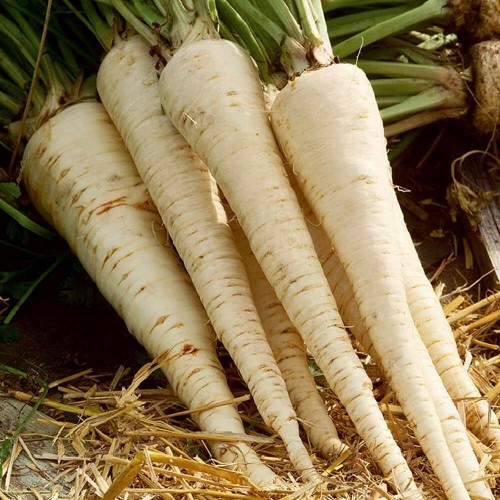 Pietruszka korzeniowa Cukrowa wczesna nasiona 5g