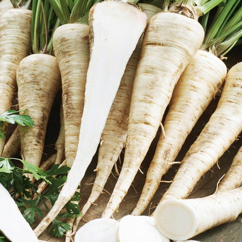 Pietruszka korzeniowa Ołomuńcka Późna Długa nasiona 5g