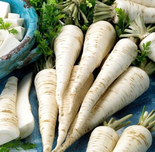 Pietruszka korzeniowa Halblange- Berlińska nasiona XXL 500g