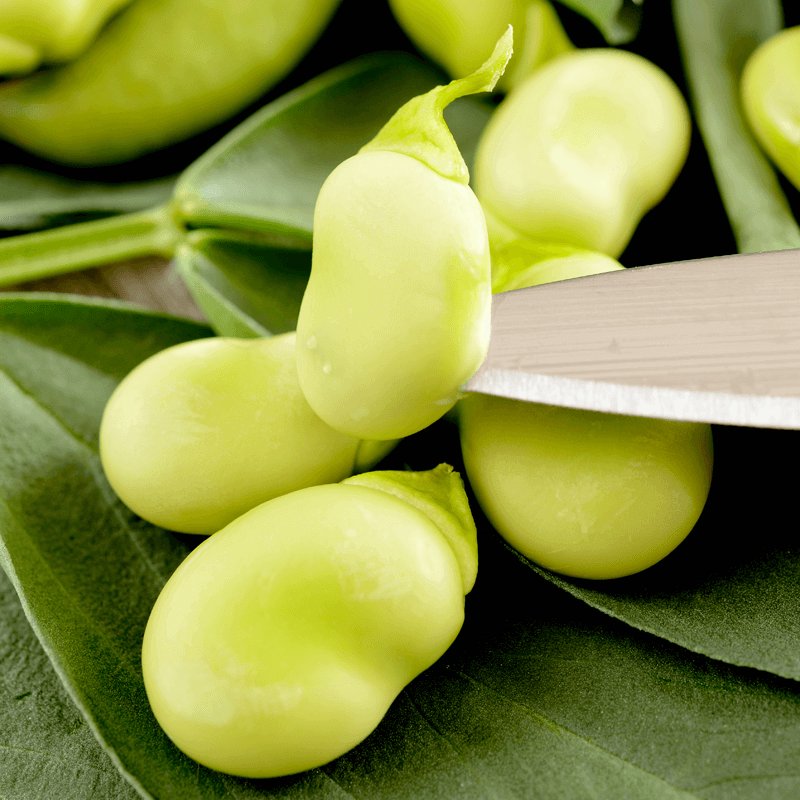 Bób HANGDOWN BIAŁY nasiona (1).png