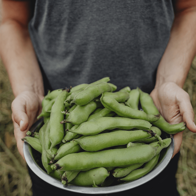 Bób HANGDOWN BIAŁY nasiona (2).png